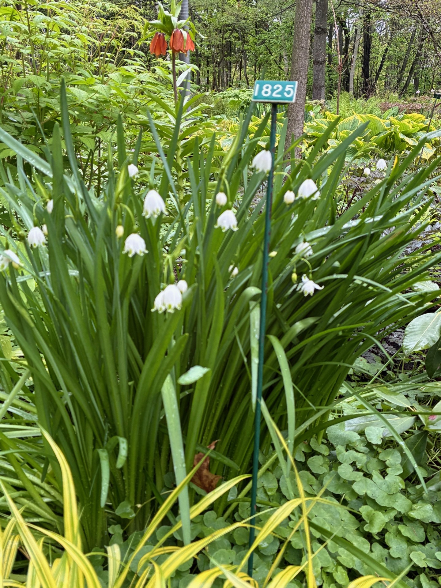 Image de la plante
