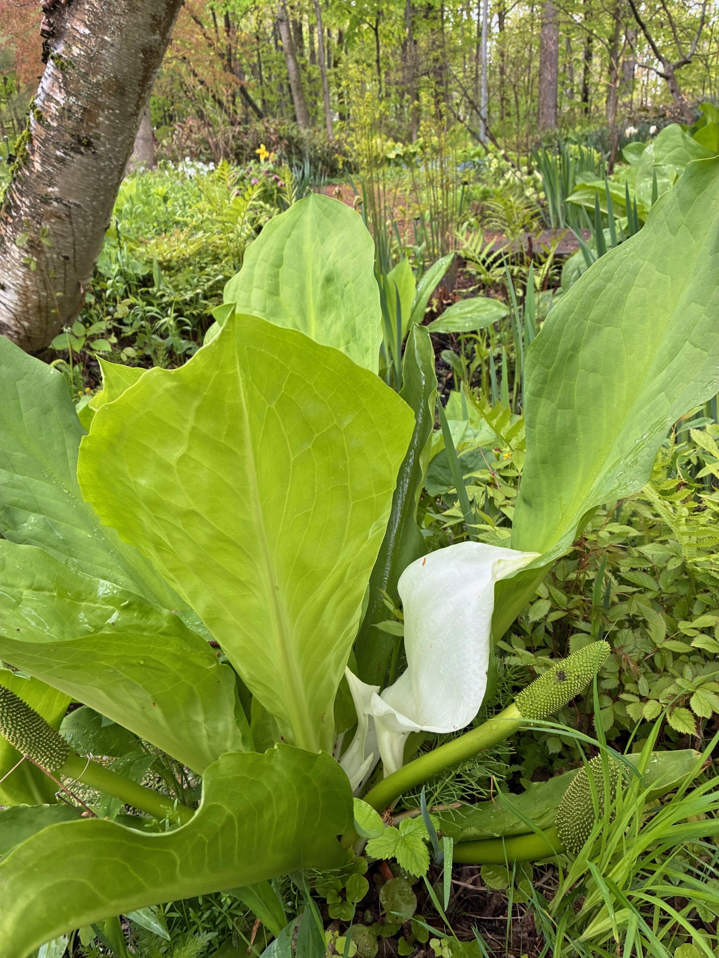 Image de la plante