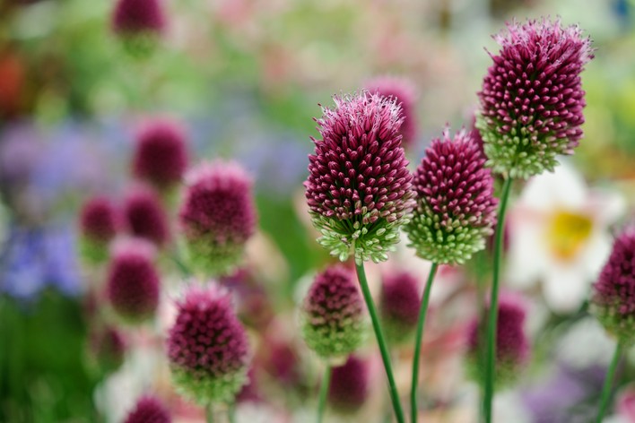 Image de la plante