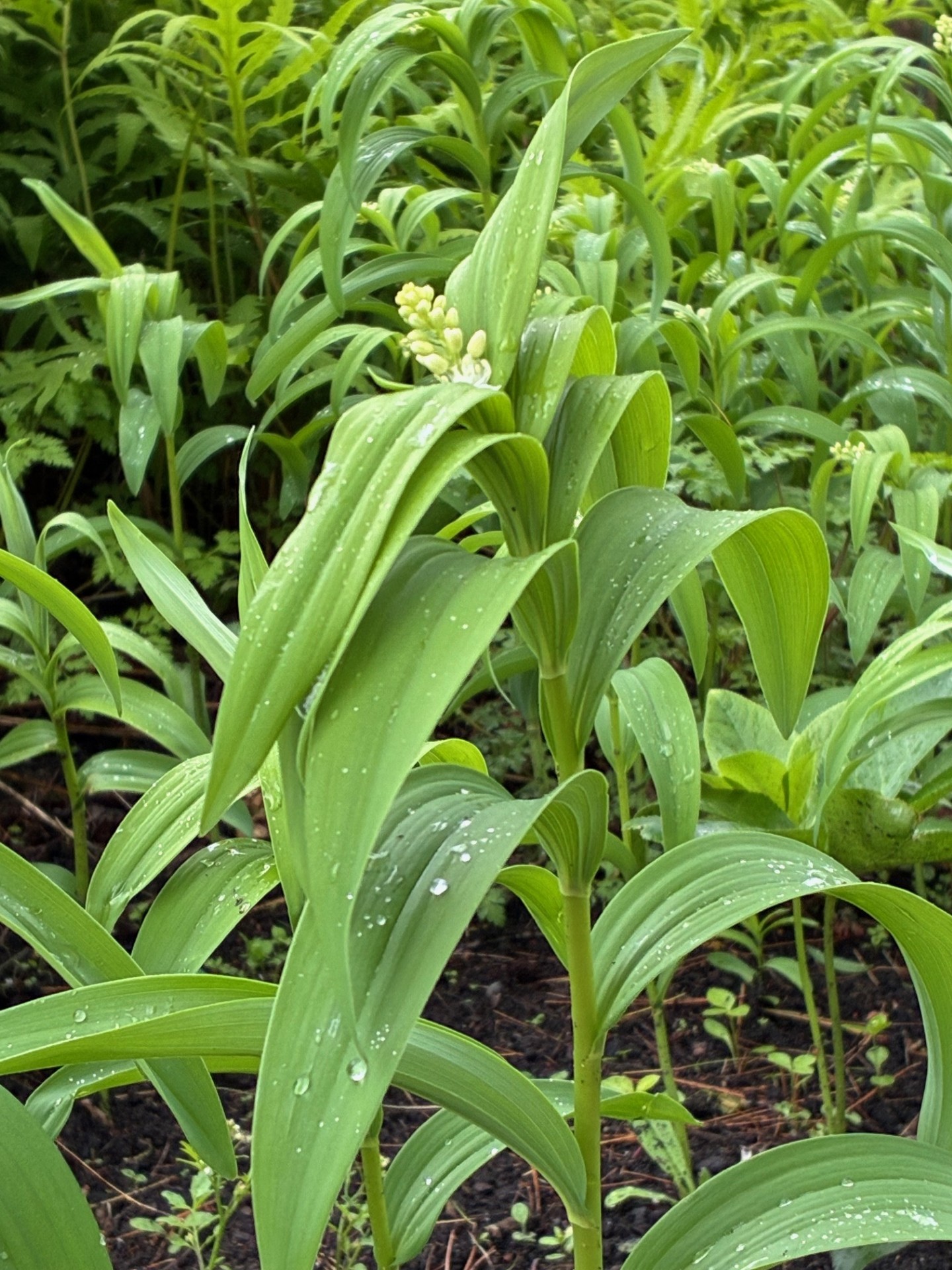 Image de la plante