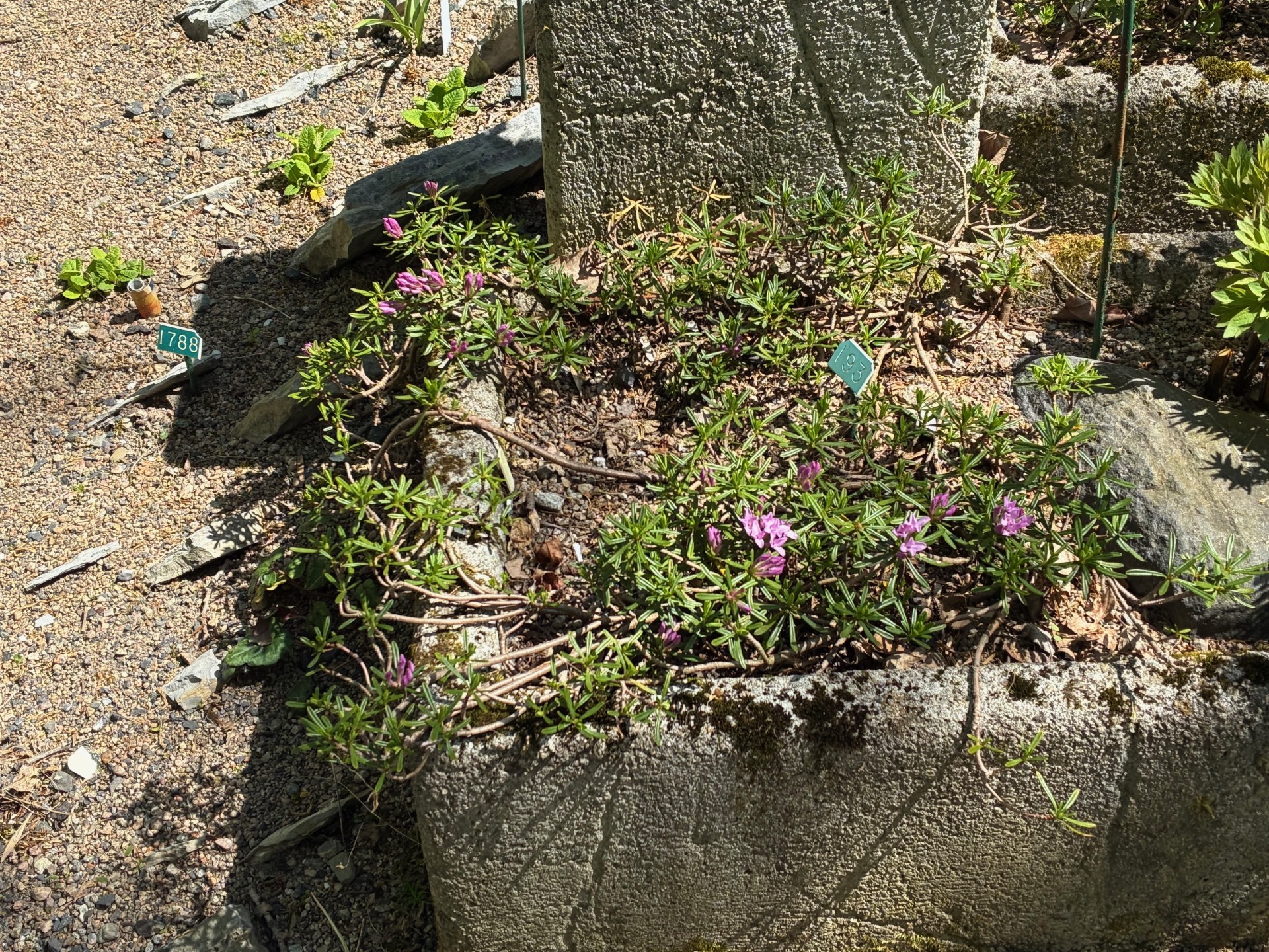 Image de la plante