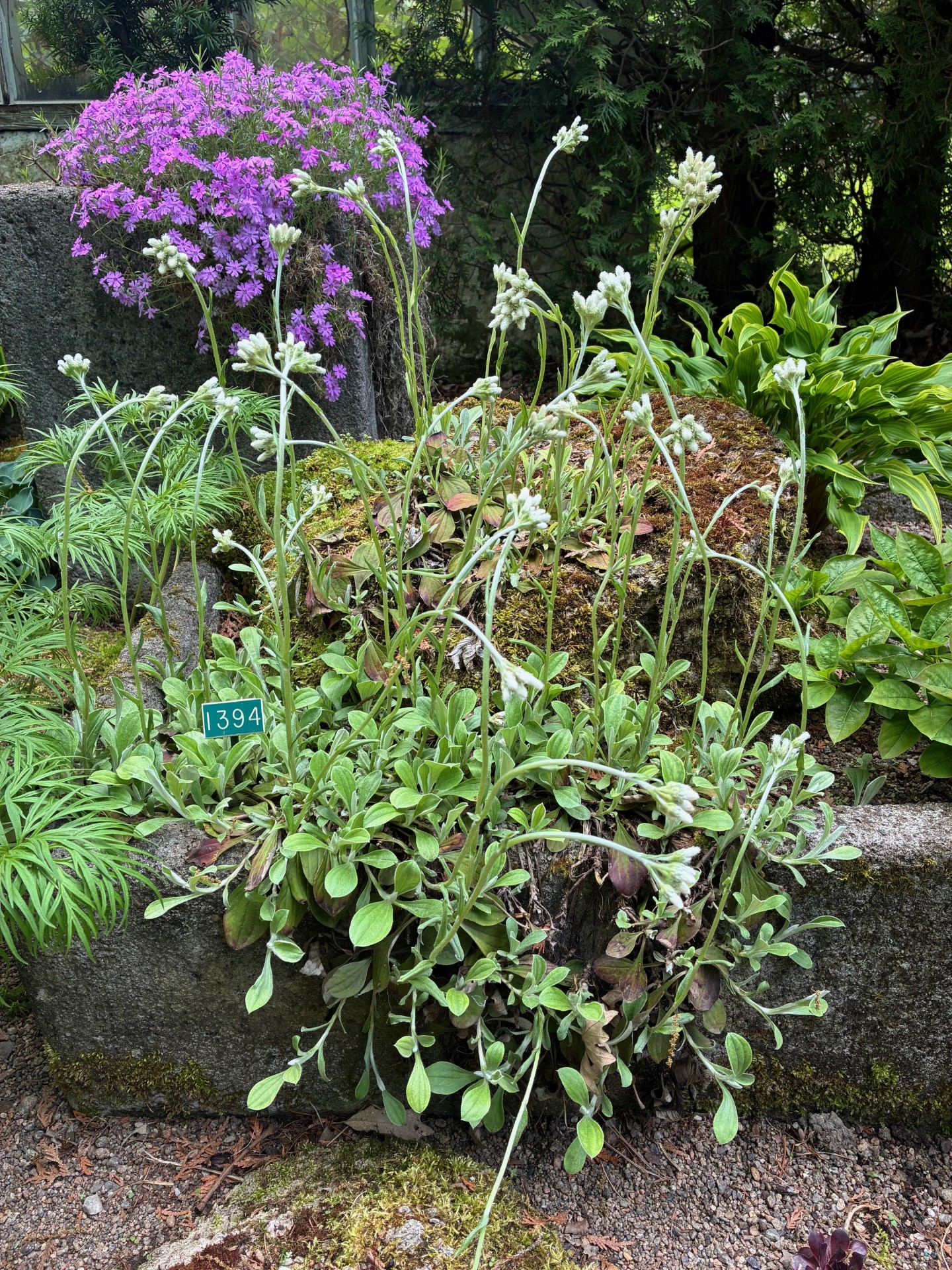 Image de la plante