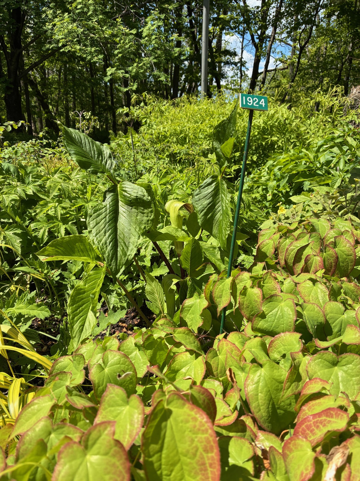 Image de la plante