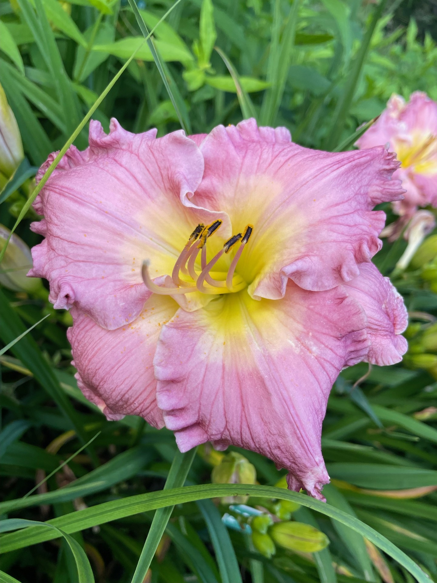 Image de la plante