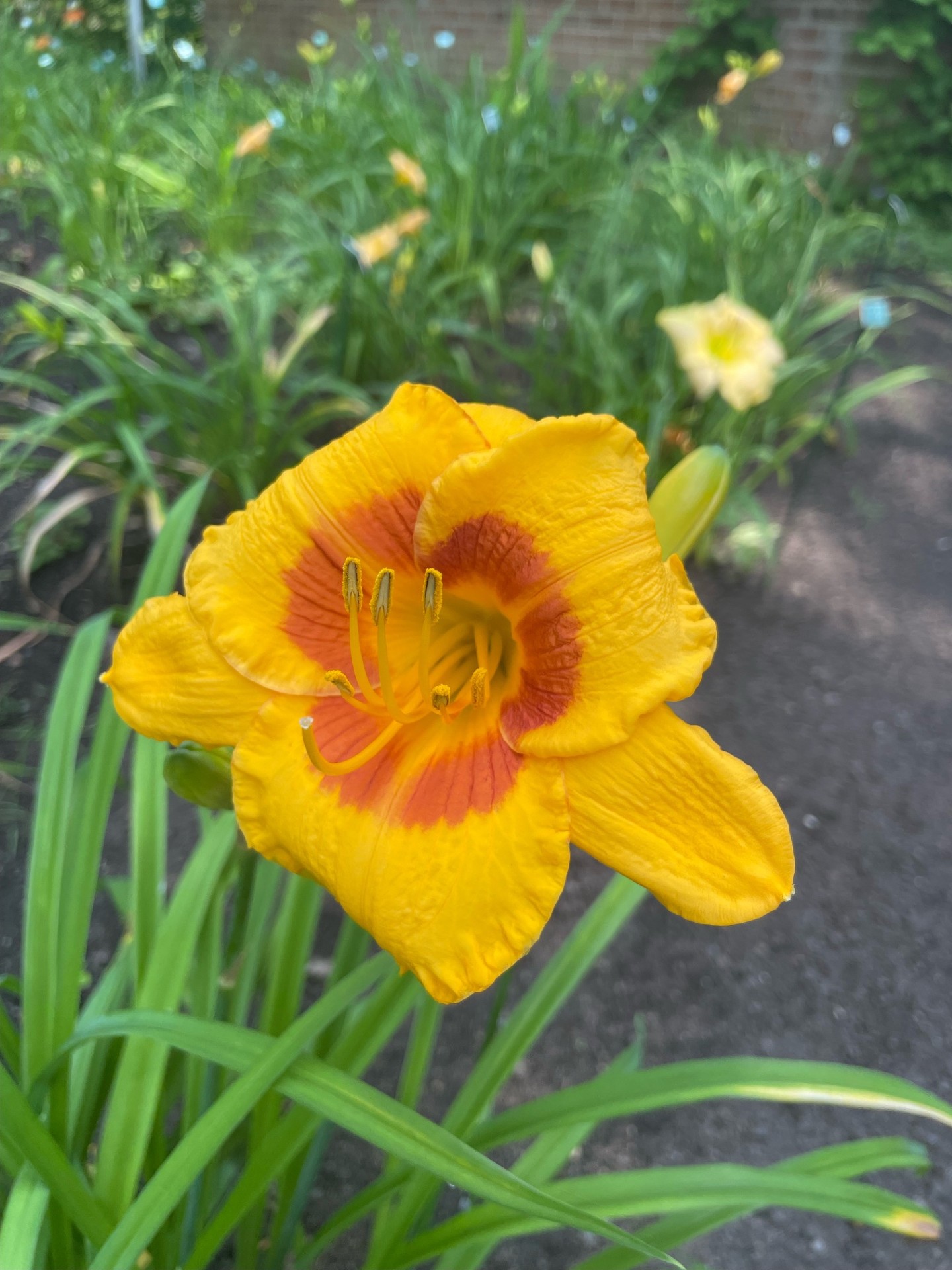 Image de la plante