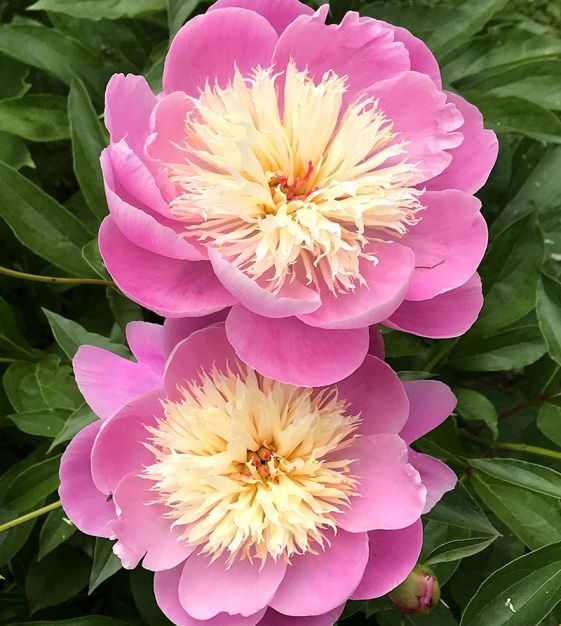 Image de la plante