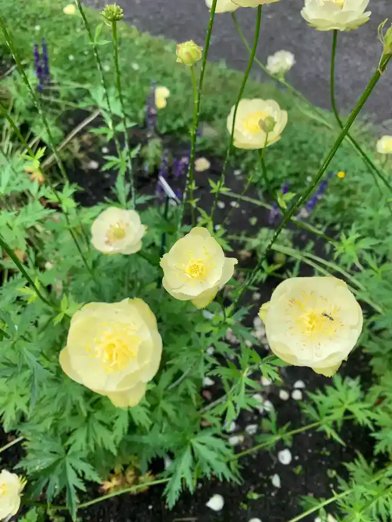 Image de la plante