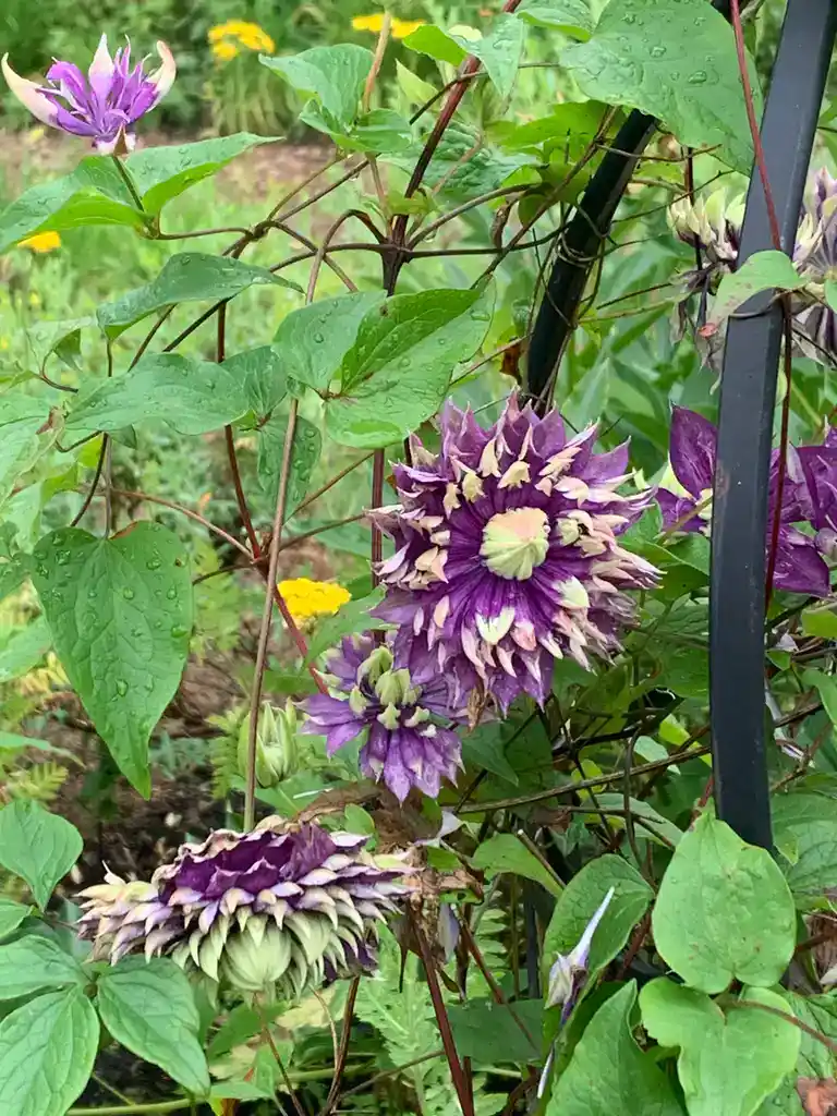 Image de la plante