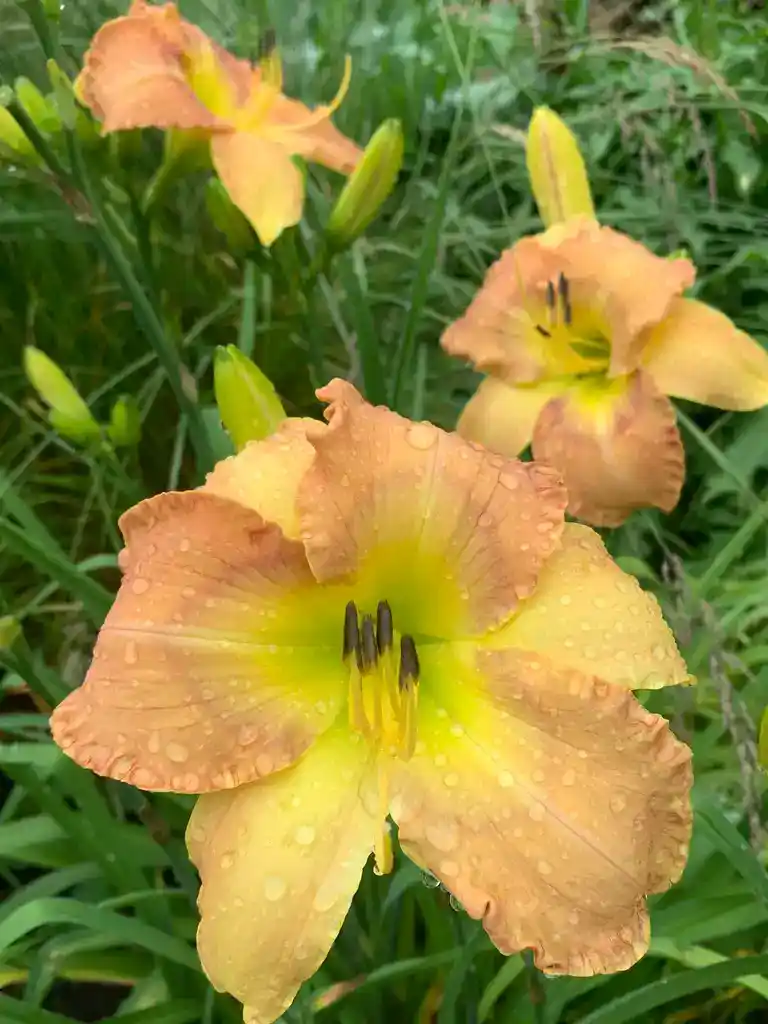 Image de la plante