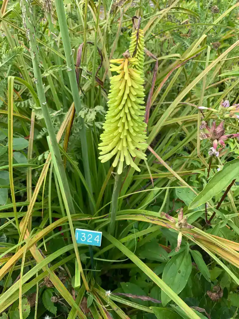 Image de la plante