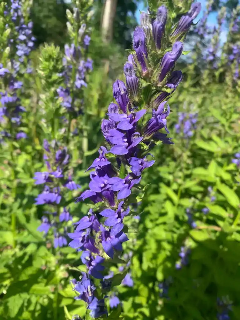 Image de la plante