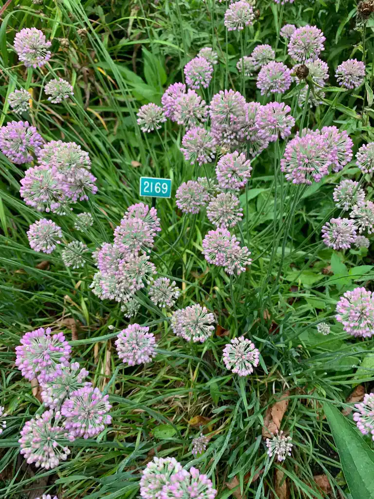 Image de la plante