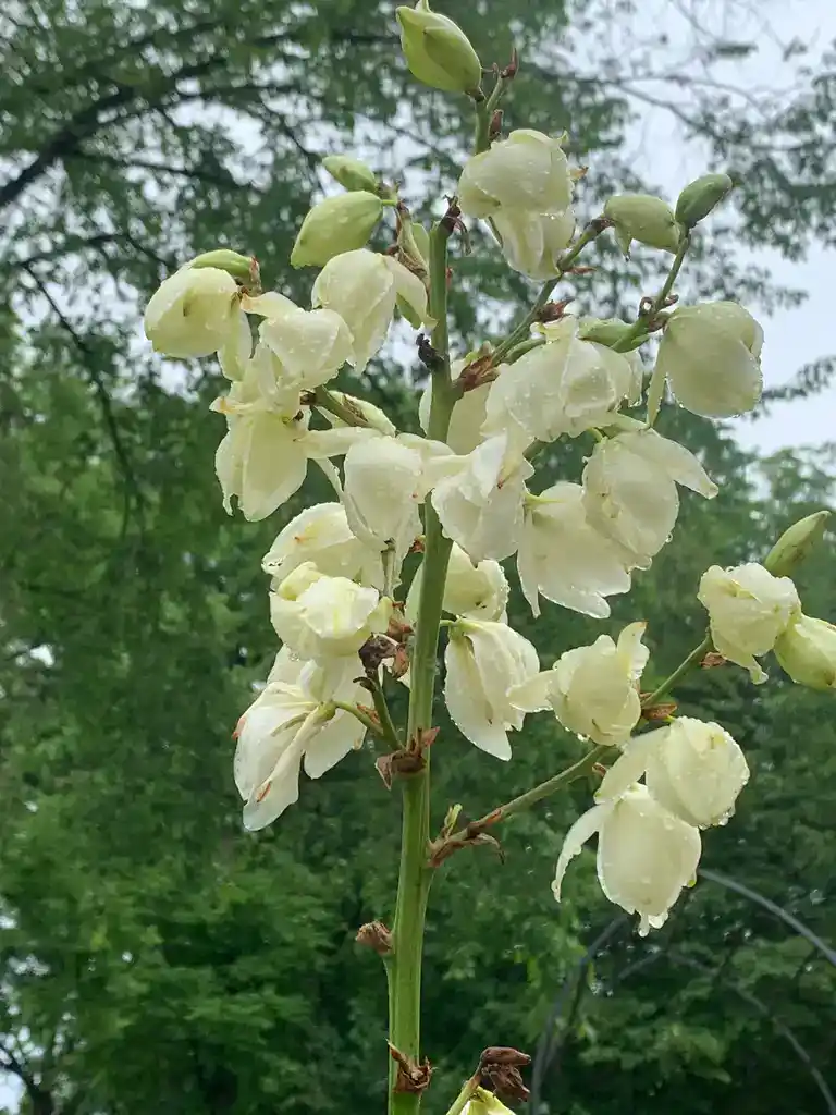 Image de la plante
