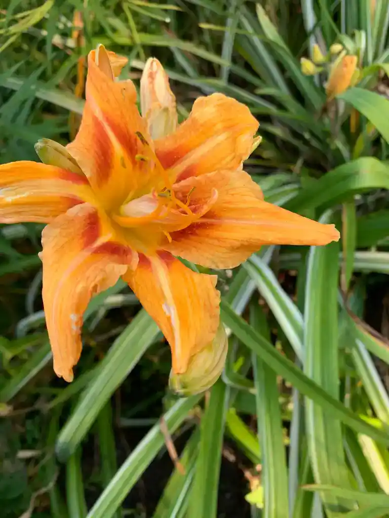 Image de la plante