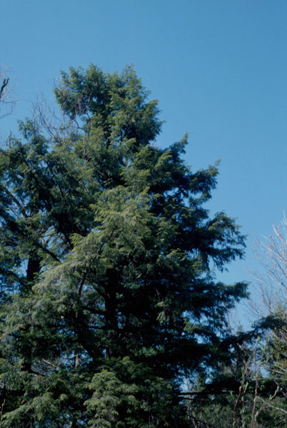 Image de la plante